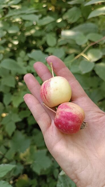 куплю яблоко оптом: ПРОДАЮ ЯБЛОКИ Раечка 🍎🍏🍏❤️💚 Эколочная .Выращенна на даче. Можно под