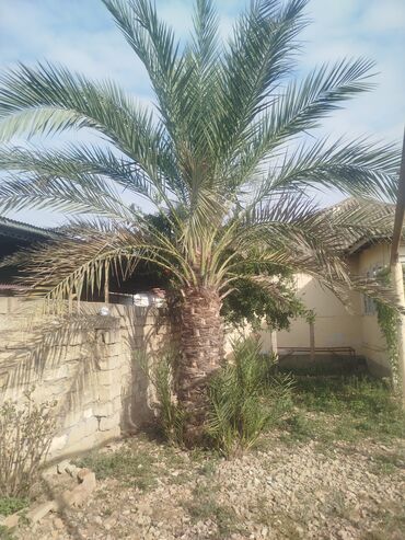 bitki toxumlari: Xurma (xurma palmı) ağacı satılır. - Növ: Xurma palmı – dekorativ və at lalafo.az bitki toxumlari: Xurma (xurma palmı) ağacı satılır. - Növ: Xurma palmı – dekorativ və
