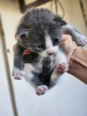 Pişiklər: Dişi, Erkək, Yaxşı əllərə, Ünvandan götürmə, Pulsuz çatdırılma — 14