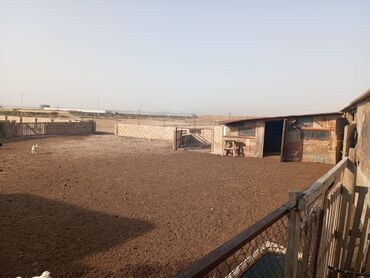 Kommersiya daşınmaz əmlakının satışı: 12 sotun içində Həyətyanı ferma satılır. 70 baş iri buynuzlu mal -da lalafo.az — 9 Kommersiya daşınmaz əmlakının satışı: 12 sotun içində Həyətyanı ferma satılır. 70 baş iri buynuzlu mal — 9