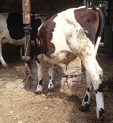 akvarium satilir: 5. aylıq erkek dana satılır unvan bine savxoz razılaşma yolu ilə — 2