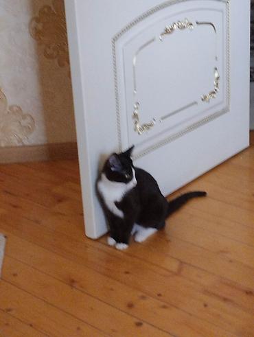 Pişiklər: Yaxşı əllərə — 12