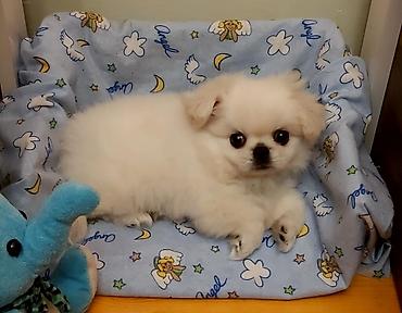 it adi: Pekines, 2 ay, Dişi — 2