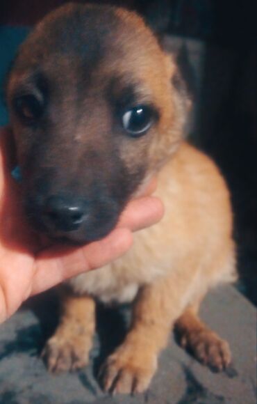 Отдам даром собаку: Собака даром: Дворняжка, 2 месяца, Самка at lalafo.kg — 2 Отдам даром собаку: Собака даром: Дворняжка, 2 месяца, Самка — 2