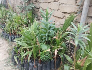 Ağaclar: Satılır: dekorativ bitkilər toplusu - Gül kolları (mini/çalı tipli) – — 8