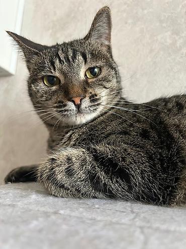 приют котят: Кошка даром: Лесная, Мальчик — 4