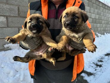 животные собаки: Овчарка, 2 месяца, Самка