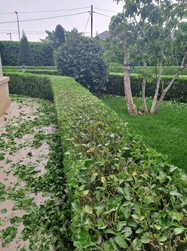 Landşaft işləri: Bağbanam kime bağban lazımdırsa buyura biler — 9