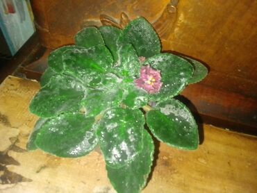 эпифиллум лесной кактус: Кактусы