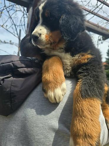 Psi: Bernski planinski pas štenci Na prodaju štenci BERNSKOG PLANINSKOG PSA — 3