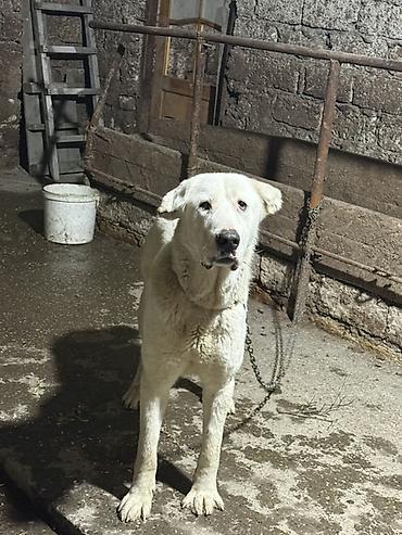 İtlər: Alabay — 15