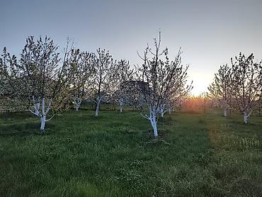 xirdalanda kiraye evleri: 7 sot, Tikinti, Mülkiyyətçi, Kupça (Çıxarış) — 9