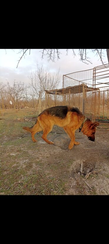 itler doberman: Alman çoban iti, 2 il, Erkek, Ünvandan götürmə