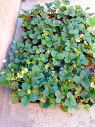 Şitillər: Murano çiyələk stilləri satılır .ilboyu məhsul dərmey olur .isdixana — 15