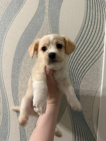 İtlər: Retriever, 2 ay — 11