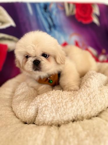 İtlər: Pekines, 1 ay, Erkek — 10