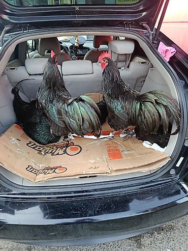 rhode island red: Məhsul: Qara rəngdə iri cins xoruzlar Bine atciliqda temiz qan 7 ayliq — 1