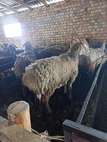 Баран, овца: Продаю | Баран (самец) | Арашан | Для разведения | Племенные — 2
