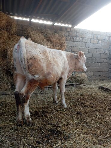 Dana, buzov: Damazlıq ve etlik danalar satılır unvan bine — 3