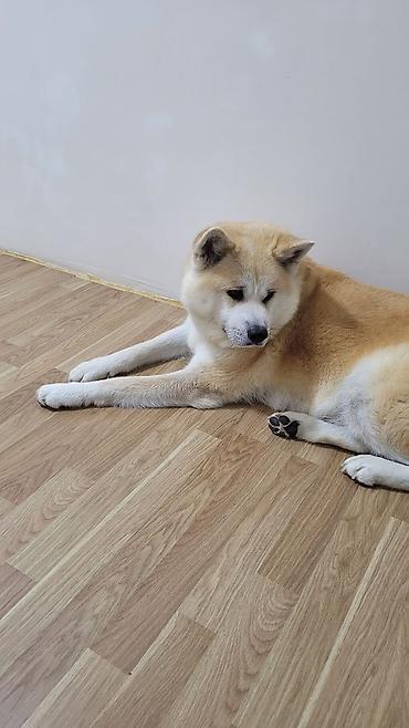 İtlər: Akita-inu — 6