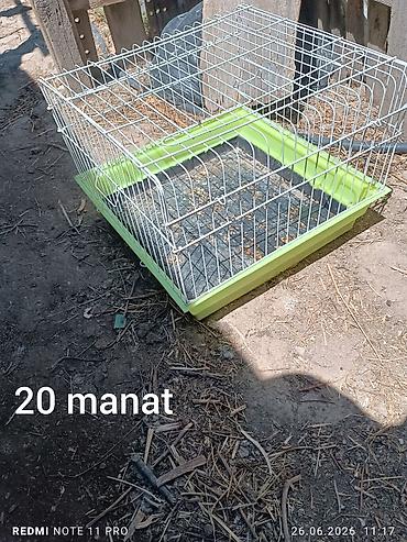 dovsan satışı: Qulağı sallag ağ rəngli erkək 2 yaşı var Qiyməti - 30 manat İstiyən — 2