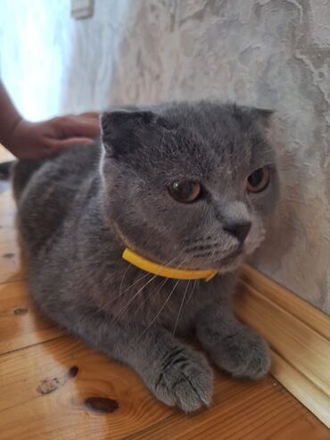 Şotland yastı qulaq
