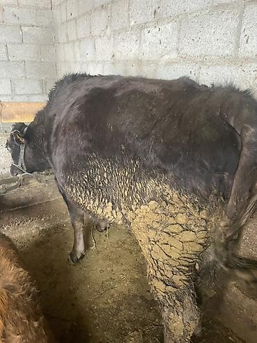 Коровы, быки: Продаю | Корова (самка) | На откорм, На забой, Для разведения — 6