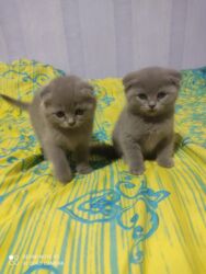 Pişiklər: Şotland, Dişi, Yaxşı əllərə, Ünvandan götürmə — 5