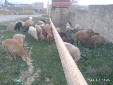 Qoyunlar, qoçlar: Salam quzulu qoyun xrda cəpişlər və toglular qurbanlıq toğlular