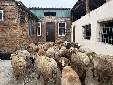 Баран, овца: Продаю | Баран (самец) | Для разведения — 5