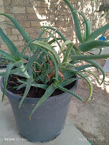алоэ вера купить: Aloe vera (sukkulent) – iri ölçülü, qara plastik dibçəkdə - Növ: Aloe — 1