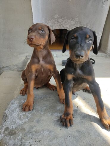 balaca ev itleri: Doberman, 1 ay, Dişi, Peyvəndli, Ünvandan götürmə