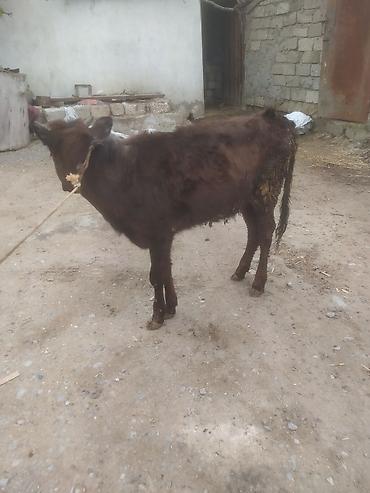 Dana, buzov: Dana, buzov — 3