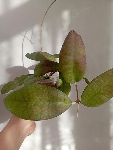 Хойи: Хойи в продаже! Номер по фото, названия и цены указаны: #1 — 6