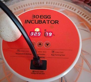 30 yumurta tutumlu avtomatik inkubator - Tutum: 30 yumurta üçün lalafo.az -da 30 yumurta tutumlu avtomatik inkubator - Tutum: 30 yumurta üçün