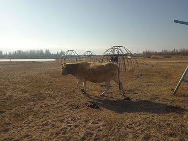 мел для животных: Ала тоо пародасындагы эки Уй эркек торпогу менен сатылат торпогу