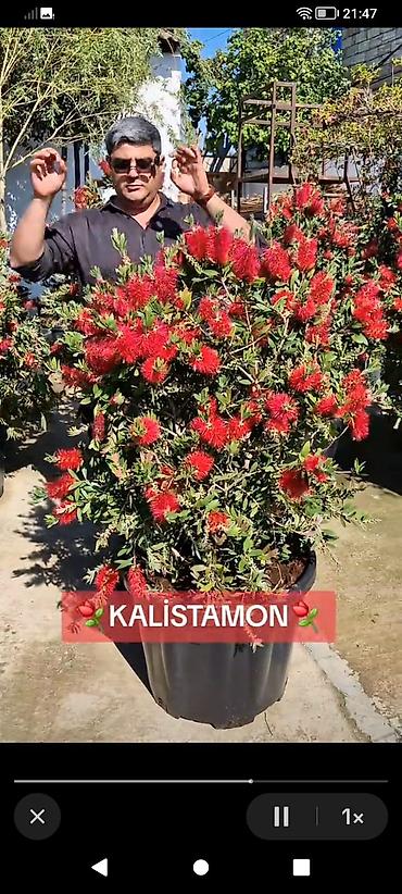 epimedium bitkisi satisi: Məhsul: Bəzək kolları və çiçəkli bitkilər kolleksiyası - Kalistemon — 1