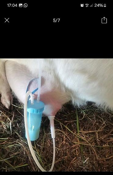 Градусники, тепловизоры: Ветеринарные инструменты и расходники из нержавеющей стали 1) — 5