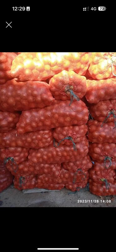 Другие овощи: Продаю лук казахский манас оригинал !!! С можно на дальнейшее хранение