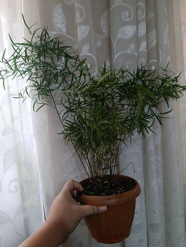 Другие комнатные растения: Аспарагус — изящное комнатное растение, известное своей воздушной и at lalafo.kg — 3 Другие комнатные растения: Аспарагус — изящное комнатное растение, известное своей воздушной и — 3