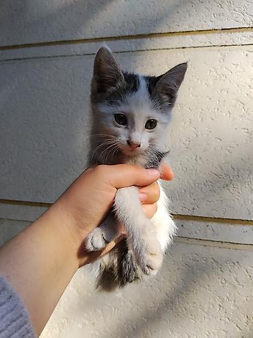 Котята, окрасы: бело-серый, серо-полосатый (табби). Возраст примерно