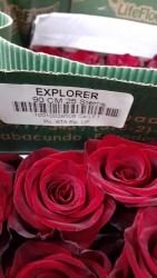 купить розы для посадки: Голландские розы 80см 200сом