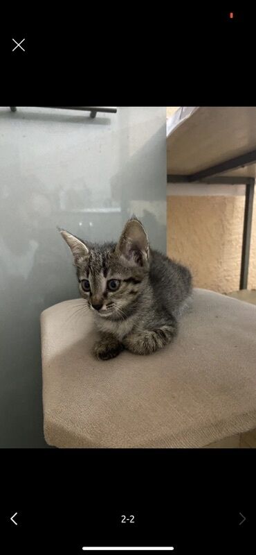 коты в оше: Котёнок, тигровый табби - Окрас: серый мраморно-полосатый (tabby) с