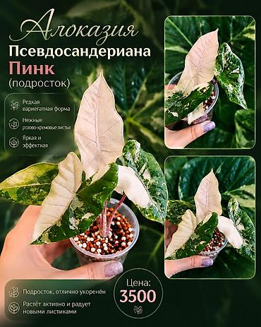 Алоказия Псевдосандериана Пинк (подросток) - Редкая вариегатная форма