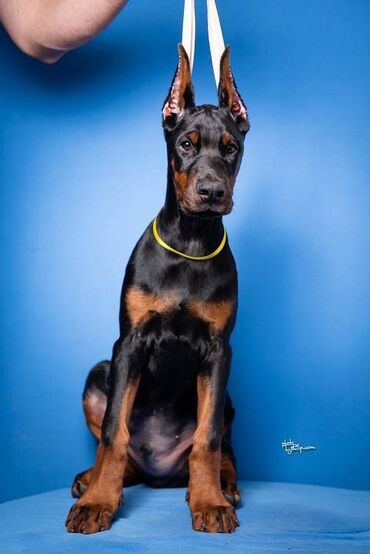 Psi: GROM Doberman Kennel predstavlja stenad iz linijskog parenja Pride of — 8