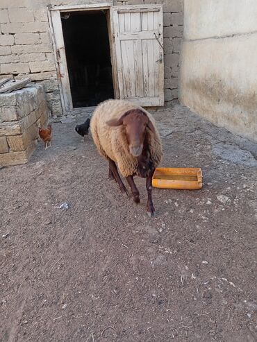 qurbanliq qoyun qiymetleri 2019: Satilir qala qoçu