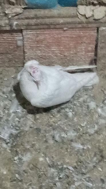 quw qefesi: TUTULMA QUWDAR 10 dene quwdu hamisi qeneddi prablemsiz — 5