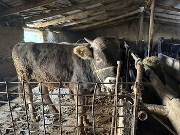 продаю в связи с переездом: Продаю | Бык (самец) | На откорм | Привязанные