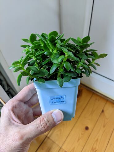 Otaq bitkiləri: Sukkulentlər. Sağlam və dözümlü bitkilərdi. Uzun müddət susuz qala — 6