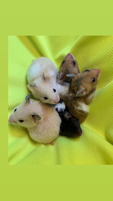 Хомяки: Продаются хомячки ручные. В нашем питомнике вы можете приобрести — 17